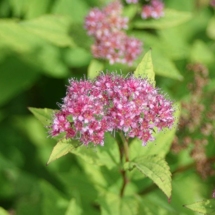 Spiraea japonica Goldflame (Flowering)