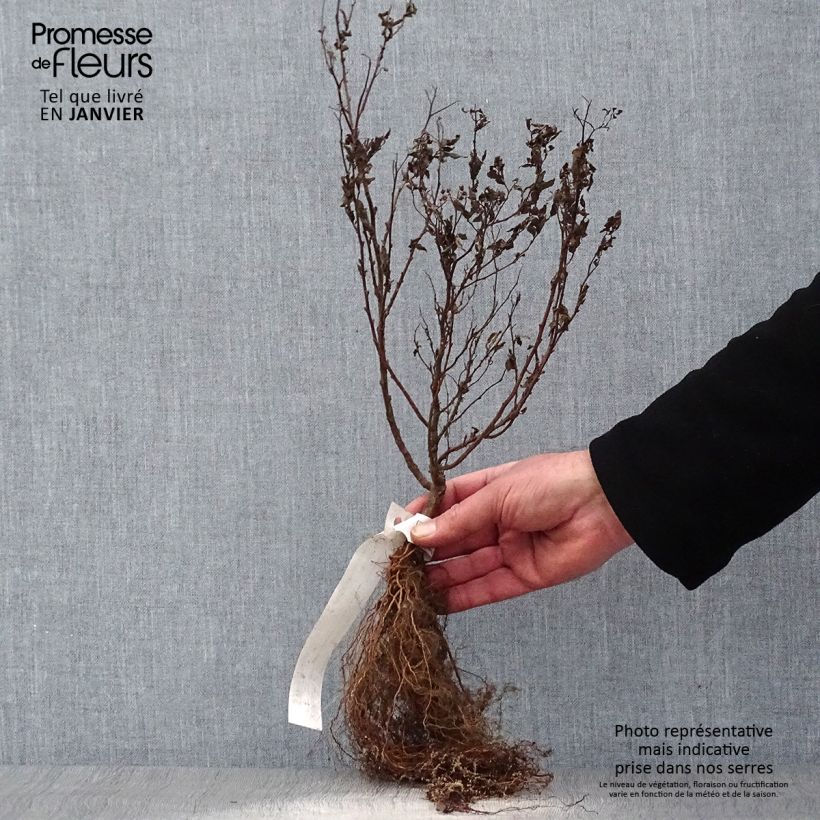 Spiraea japonica Goldflame Bare root sample as delivered in winter