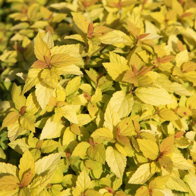 Spiraea japonica Goldmound (Foliage)