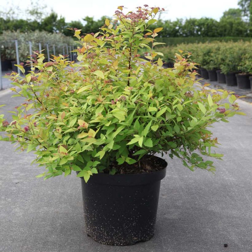 Spiraea japonica Goldmound (Plant habit)