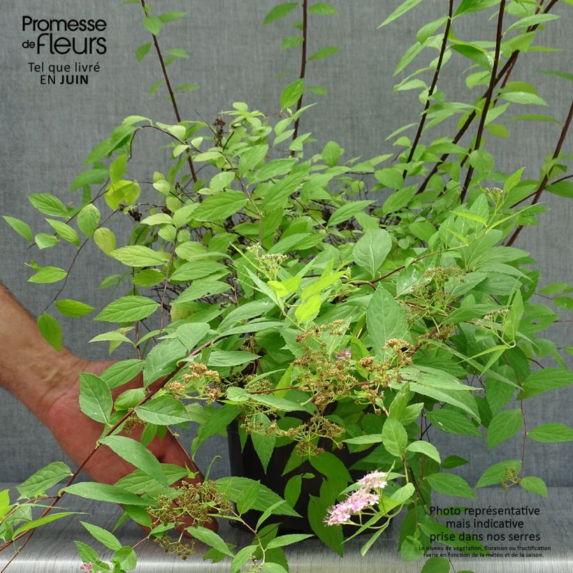Spiraea japonica Goldmound 2L/3L pot sample as delivered in summer
