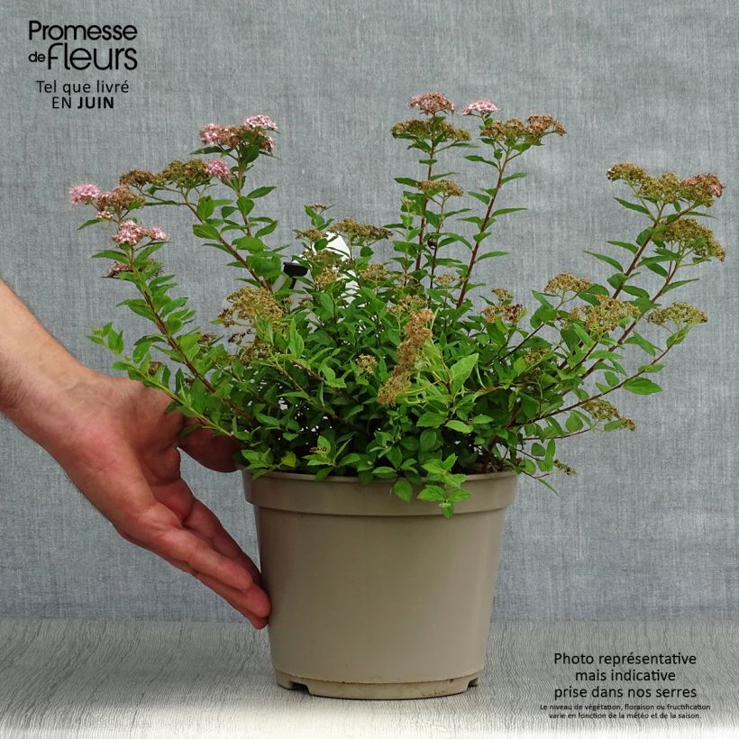 Spiraea japonica Little Princess 2L/3L pot sample as delivered in summer
