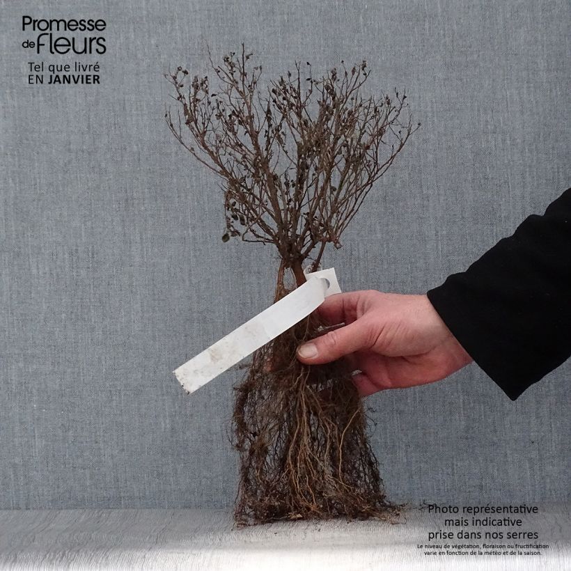 Spiraea japonica Little Princess Bare root sample as delivered in winter