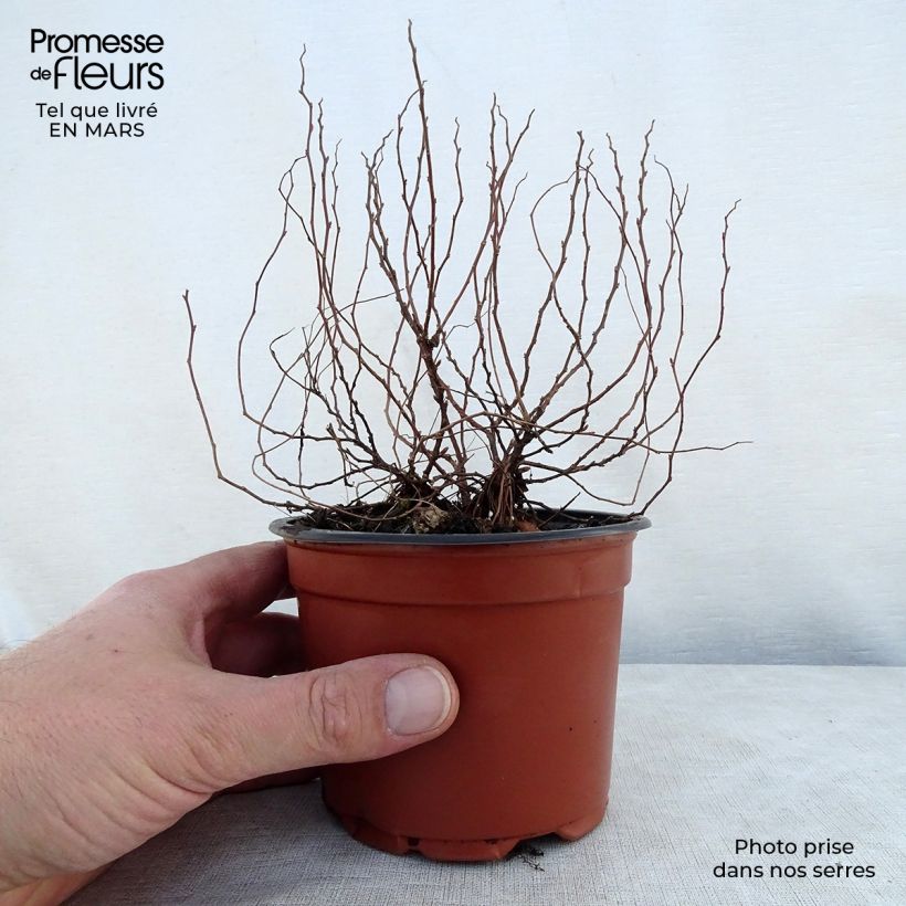Spiraea japonica Little Princess 8/9 cm pot sample as delivered in spring