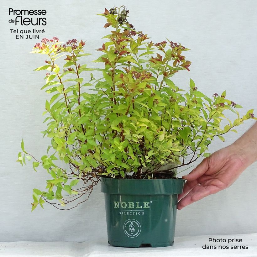 Spiraea japonica Magic Carpet 2L/3L pot sample as delivered in summer