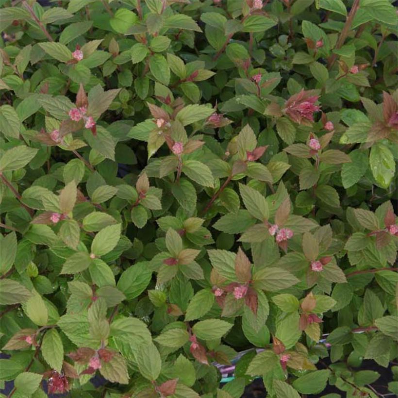 Spiraea japonica Nana (Foliage)