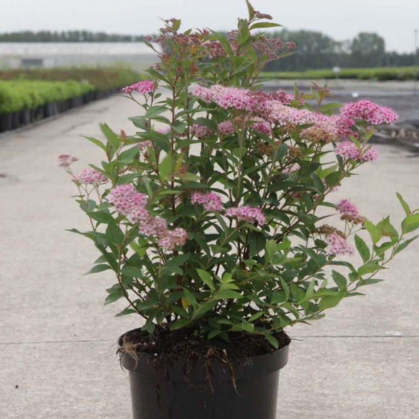 Spiraea japonica Nana (Plant habit)