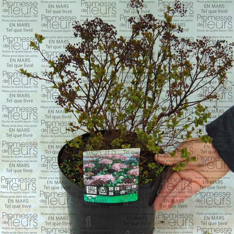 Example of Spiraea japonica Nana specimen as delivered