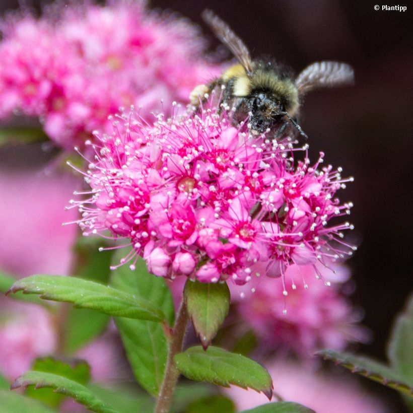 Spiraea japonica Odessa (Flowering)