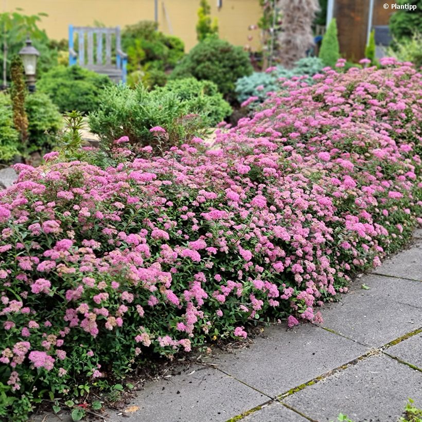 Spiraea japonica Odessa (Plant habit)