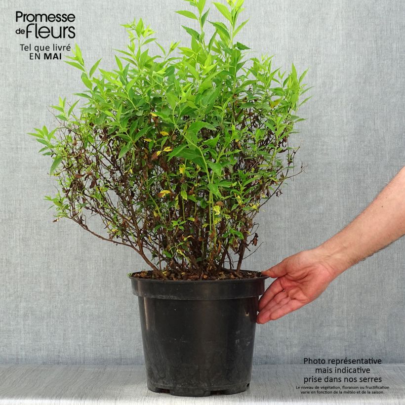 Spiraea japonica Shirobana or Genpei 7.5L/10L potShipped height around 40/50cm sample as delivered in spring