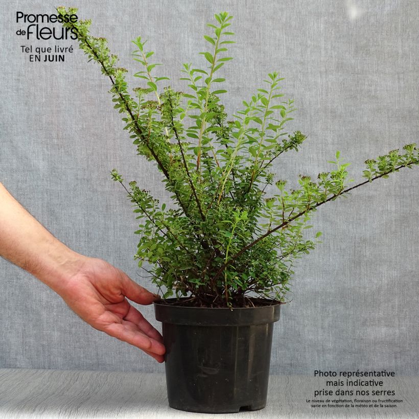 Spiraea nipponica Snowmound 3L/4L pot sample as delivered in summer