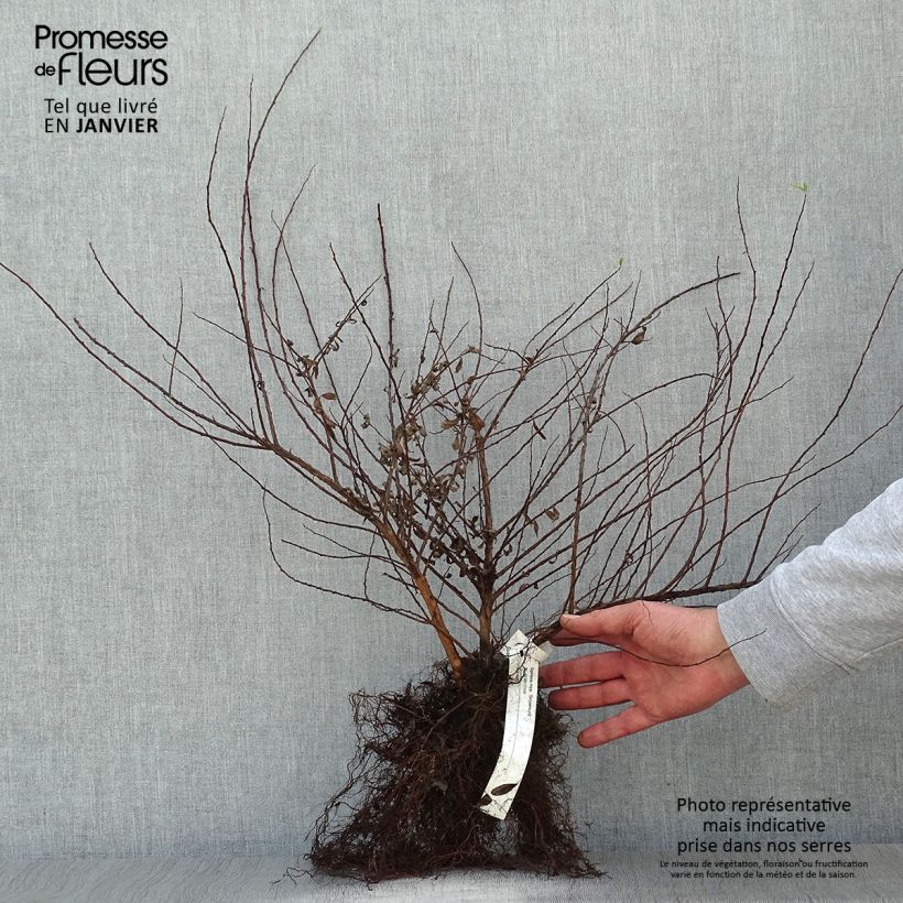 Spiraea nipponica Snowmound Bare root sample as delivered in winter