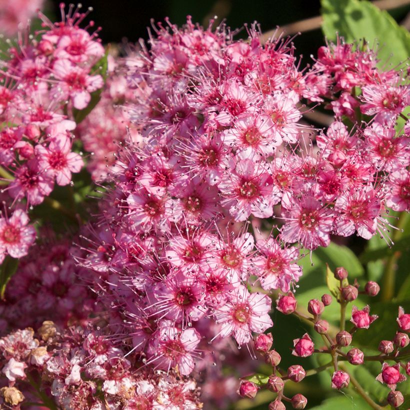 Spiraea japonica Froebelii (Flowering)