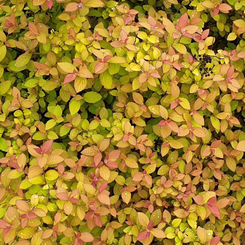 Spiraea japonica ZenSpirit Caramel (Foliage)