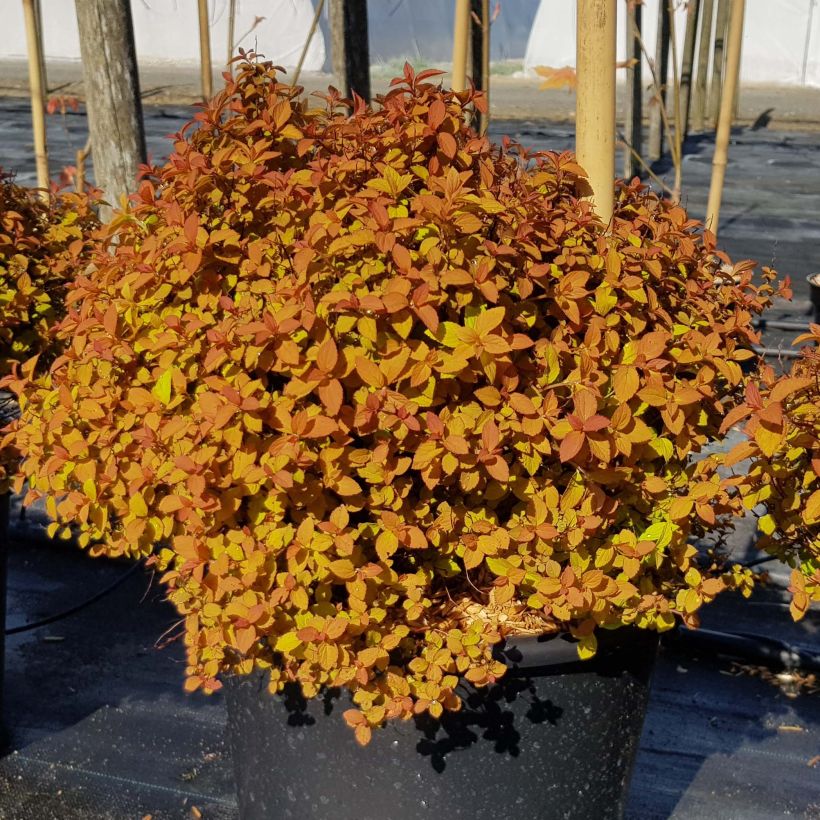 Spiraea japonica ZenSpirit Caramel (Plant habit)