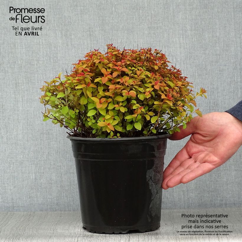 Spiraea japonica ZenSpirit Caramel sample as delivered in spring