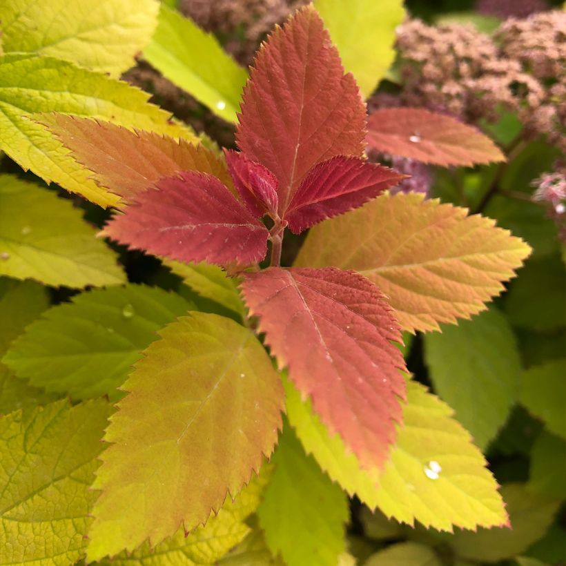 Spiraea japonica Double Play Big Bang Tracy (Foliage)