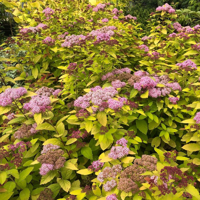 Spiraea japonica Double Play Big Bang Tracy (Plant habit)