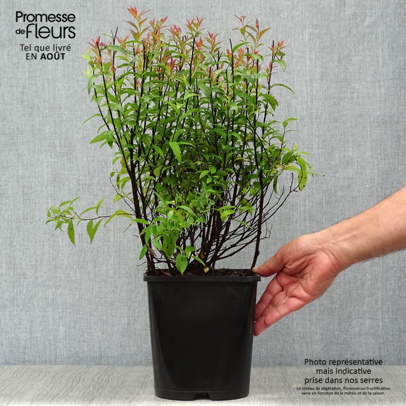 Spiraea japonica Anthony Waterer 4L/5L pot sample as delivered in summer