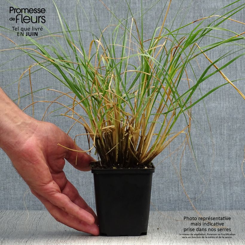 Sporobolus 'JS Delicatesse' 8/9 cm pot sample as delivered in summer