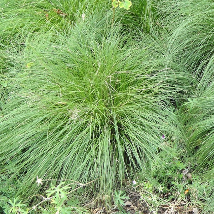 Sporobolus heterolepis  (Foliage)