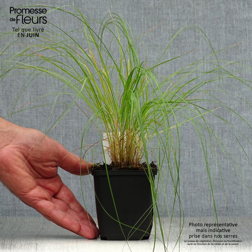 Sporobolus heterolepis  8/9 cm pot sample as delivered in summer