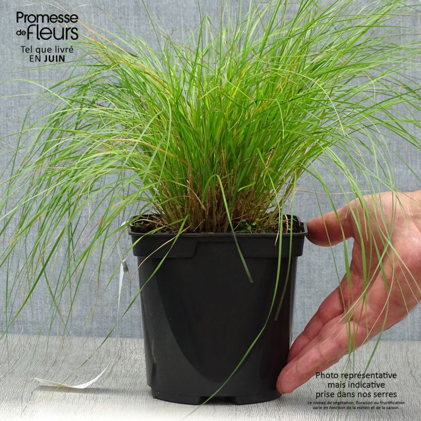 Sporobolus heterolepis  2L/3L pot sample as delivered in summer