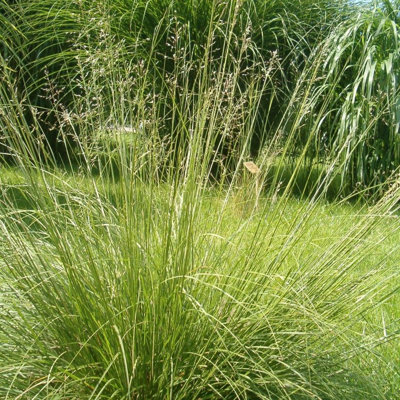 Sporobolus heterolepis Wisconsin Strain (Plant habit)