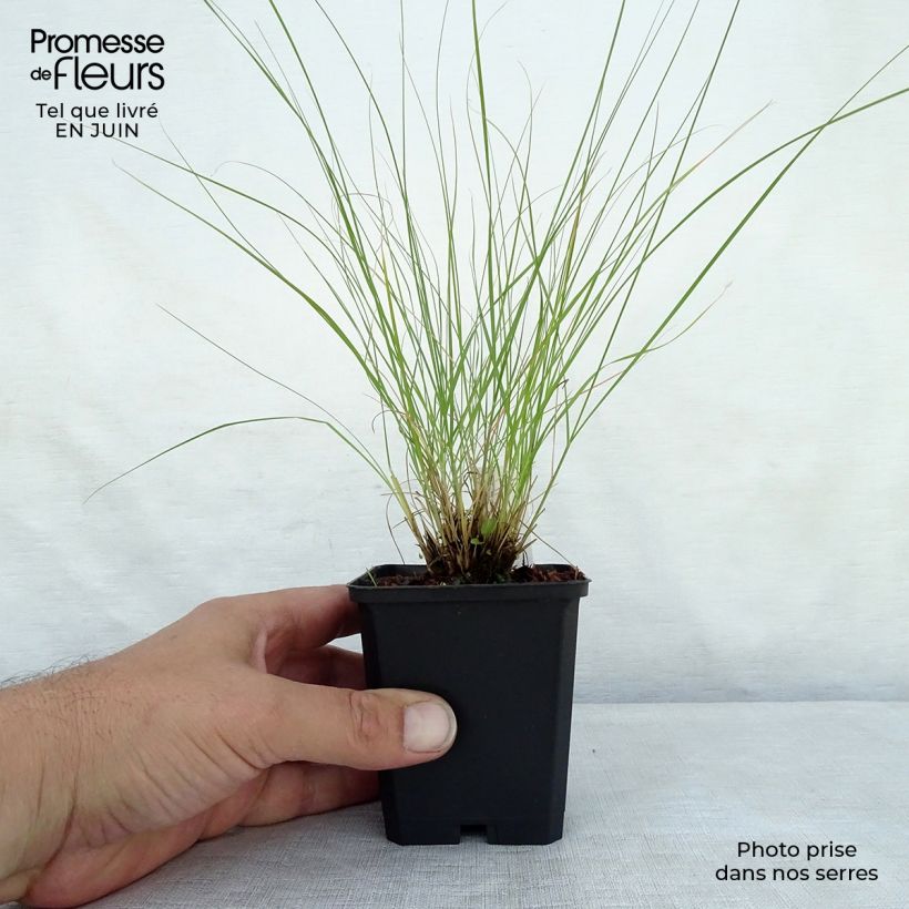 Sporobolus heterolepis Wisconsin Strain 8/9 cm pot sample as delivered in summer