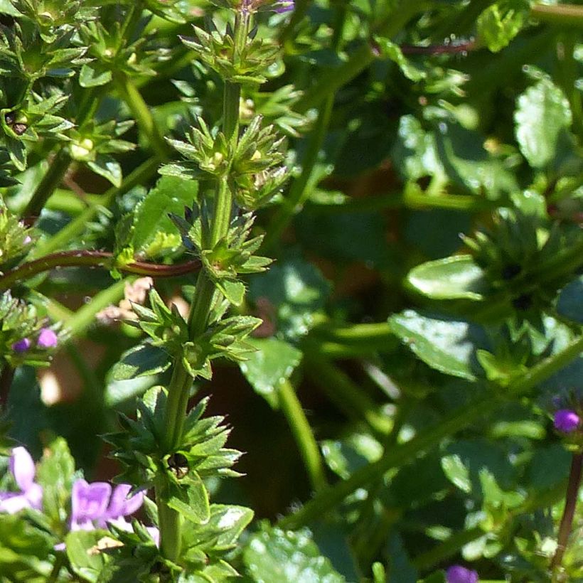 Stachys Lilac Falls (Foliage)