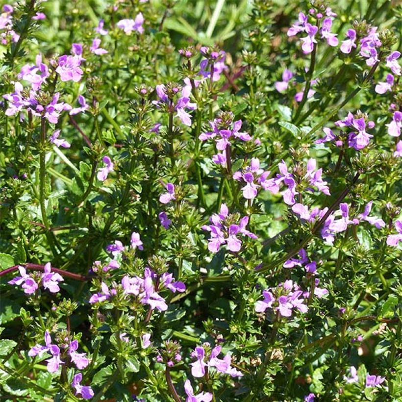 Stachys Lilac Falls (Flowering)