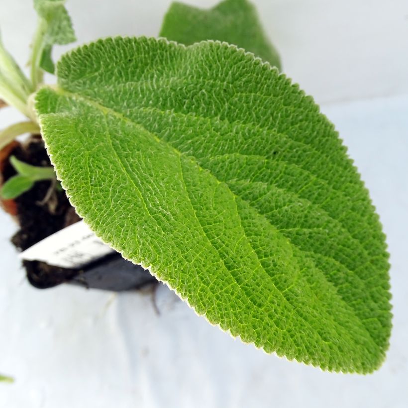 Stachys byzantina Big Ears (Foliage)