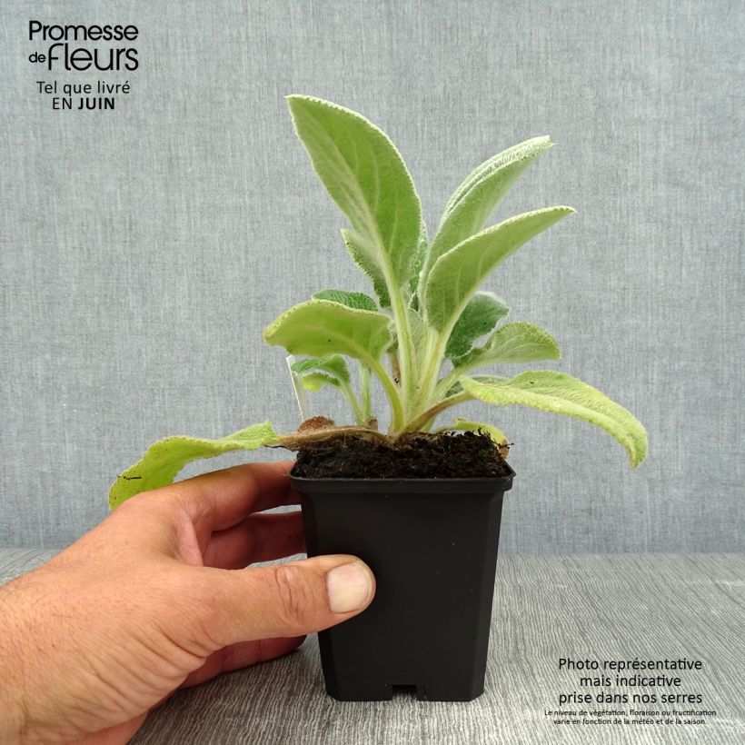 Stachys byzantina Big Ears 8/9 cm pot sample as delivered in summer