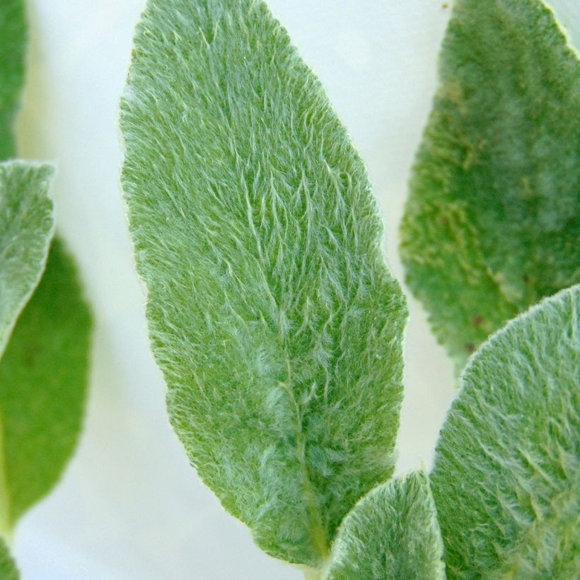 Stachys byzantina (Foliage)