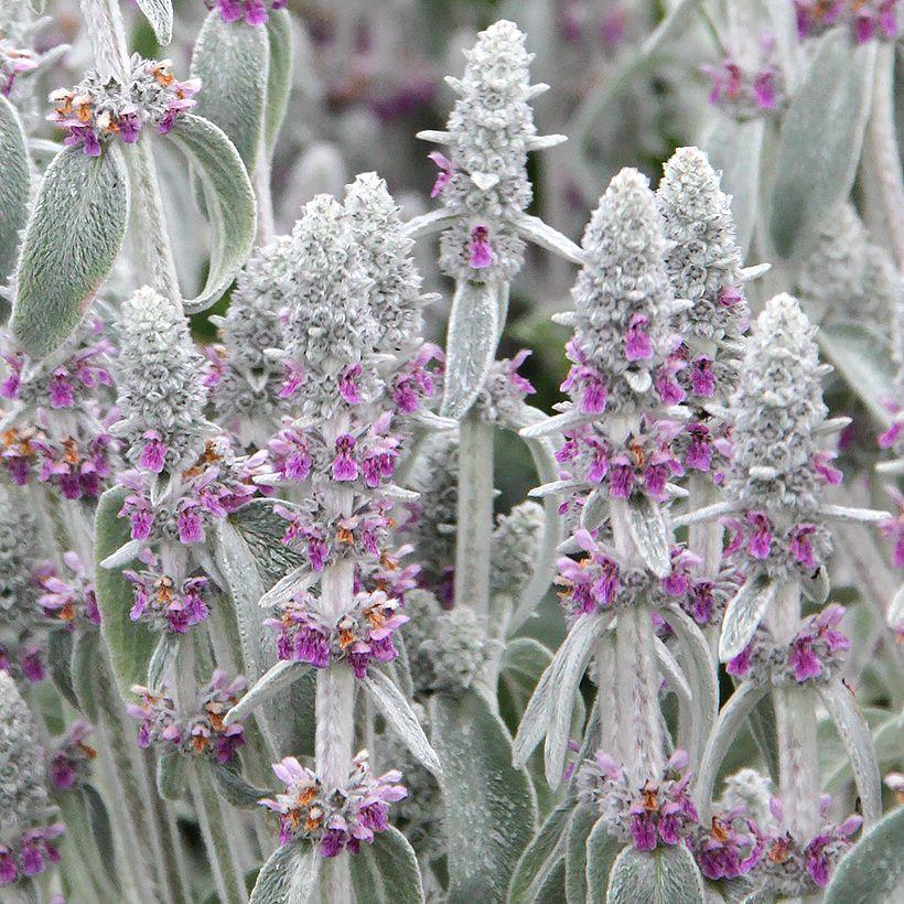 Stachys byzantina (Flowering)