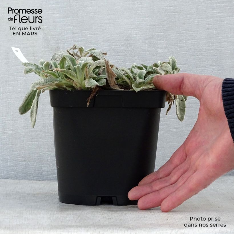 Stachys byzantina - Oreilles d'ours en pot de 2/3 litres sample as delivered in spring