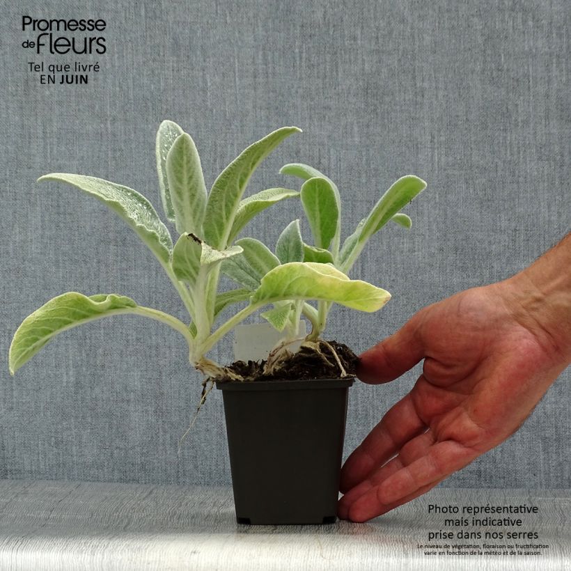 Stachys byzantina 8/9 cm pot sample as delivered in summer