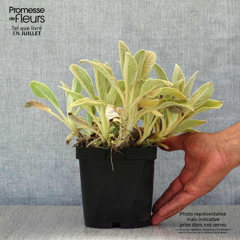 Stachys byzantina 2L/3L pot sample as delivered in summer