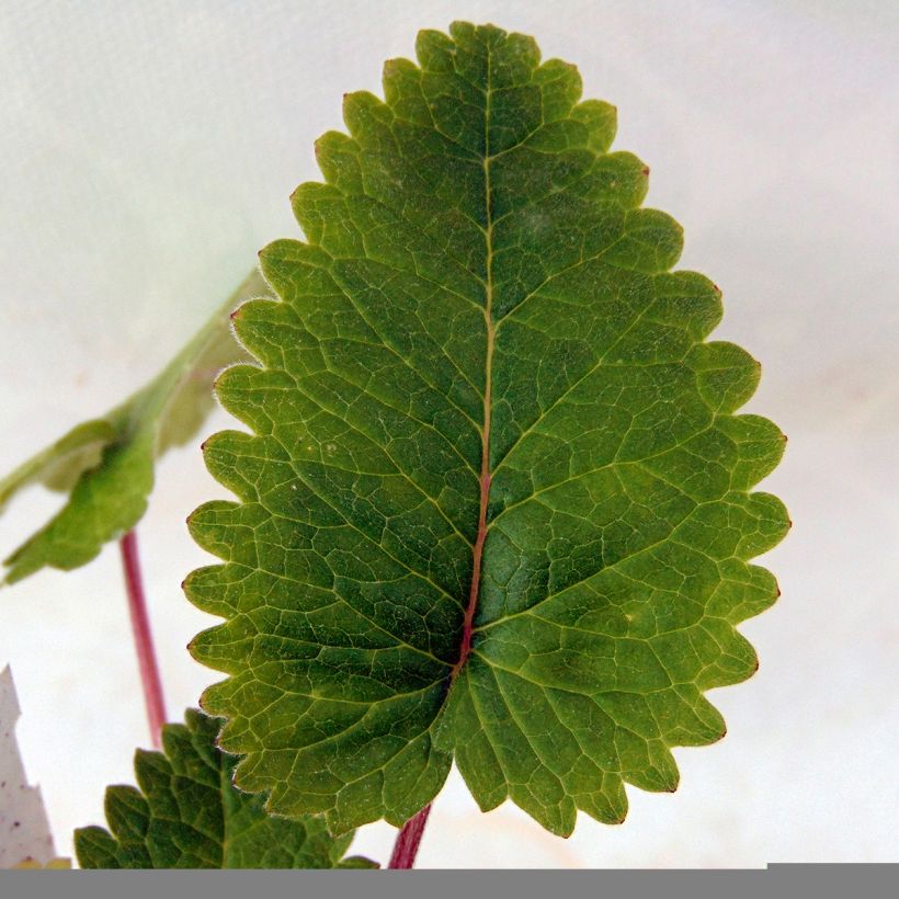 Stachys grandiflora superba (Foliage)