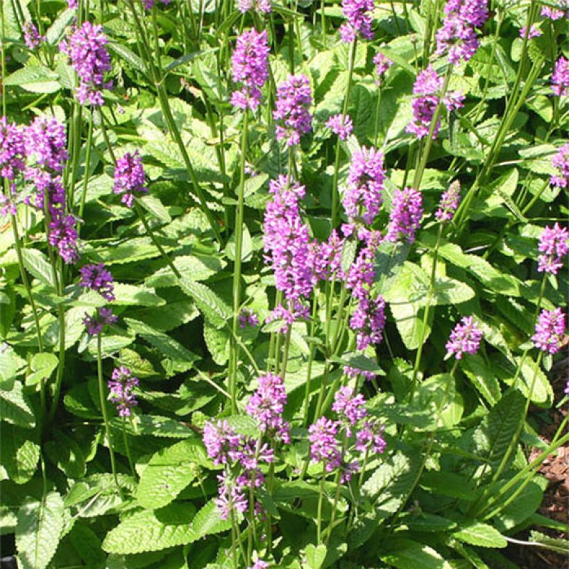 Stachys monieri Hummelo (Flowering)