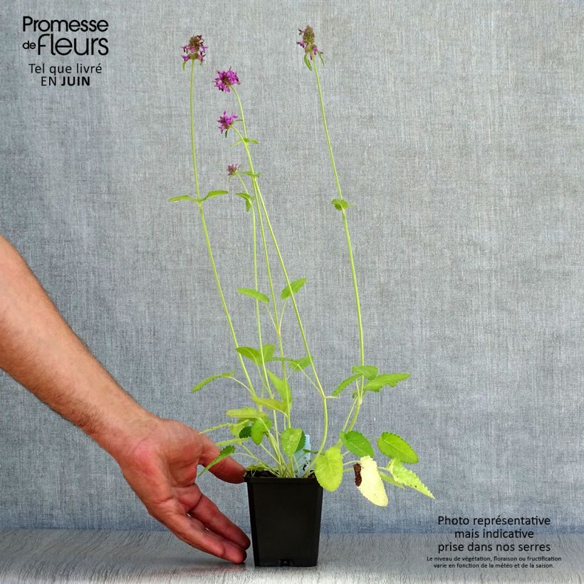 Stachys monieri Hummelo 8/9 cm pot sample as delivered in summer