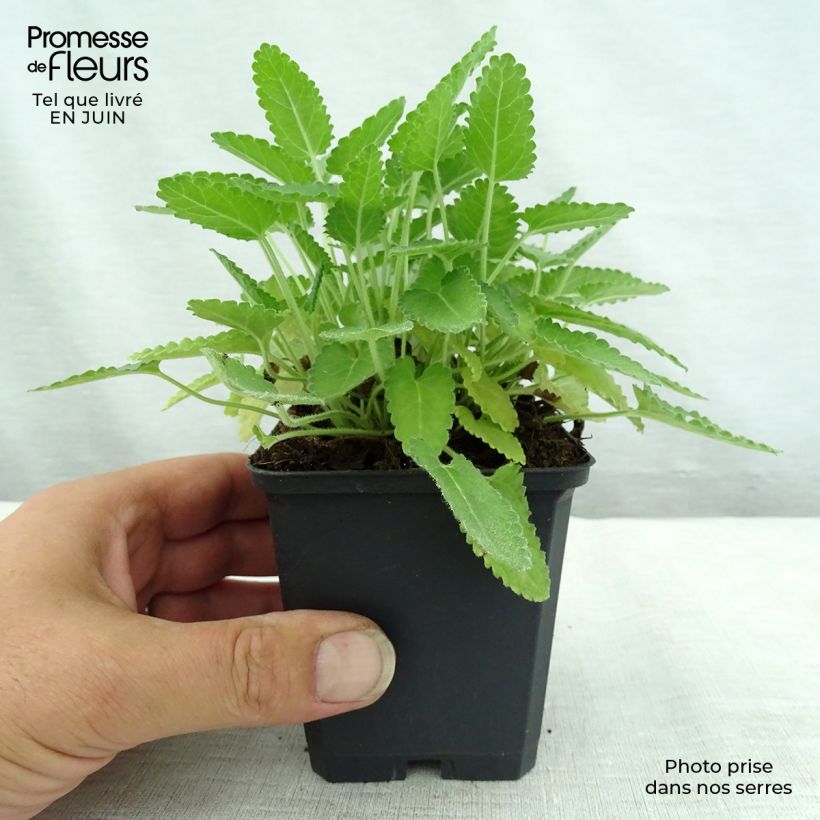 Stachys monieri Rosea 8/9 cm pot sample as delivered in summer