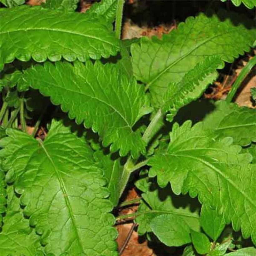 Stachys officinalis (Foliage)