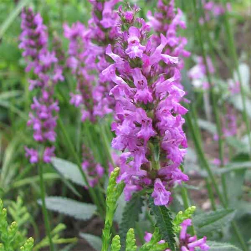 Stachys officinalis (Flowering)