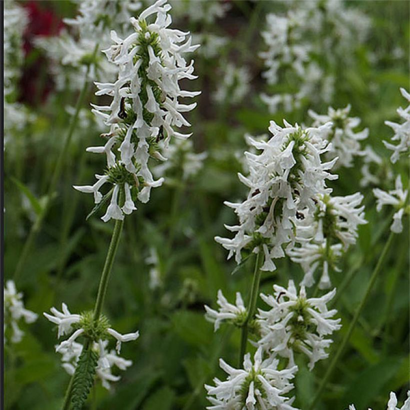 Stachys officinalis Alba (Flowering)