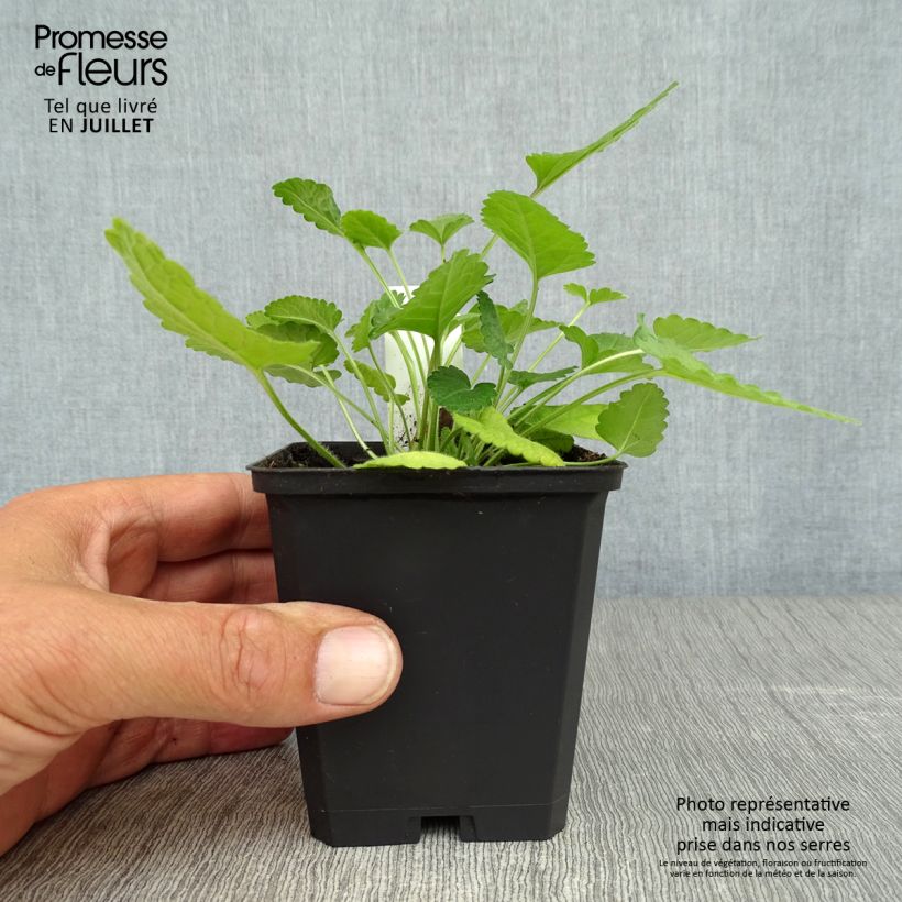 Stachys officinalis 8/9 cm pot sample as delivered in summer