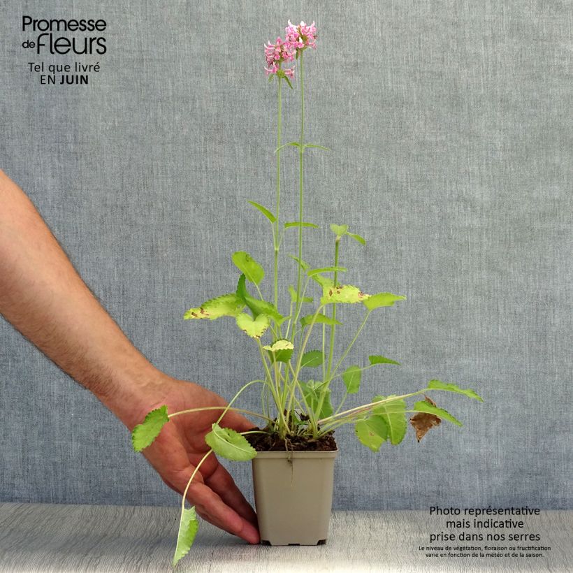 Stachys officinalis Pink Cotton Candy 8/9 cm pot sample as delivered in summer