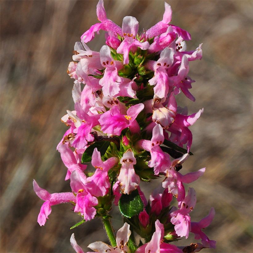 Stachys officinalis Pink Cotton Candy (Flowering)