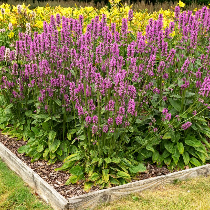 Stachys officinalis (Plant habit)